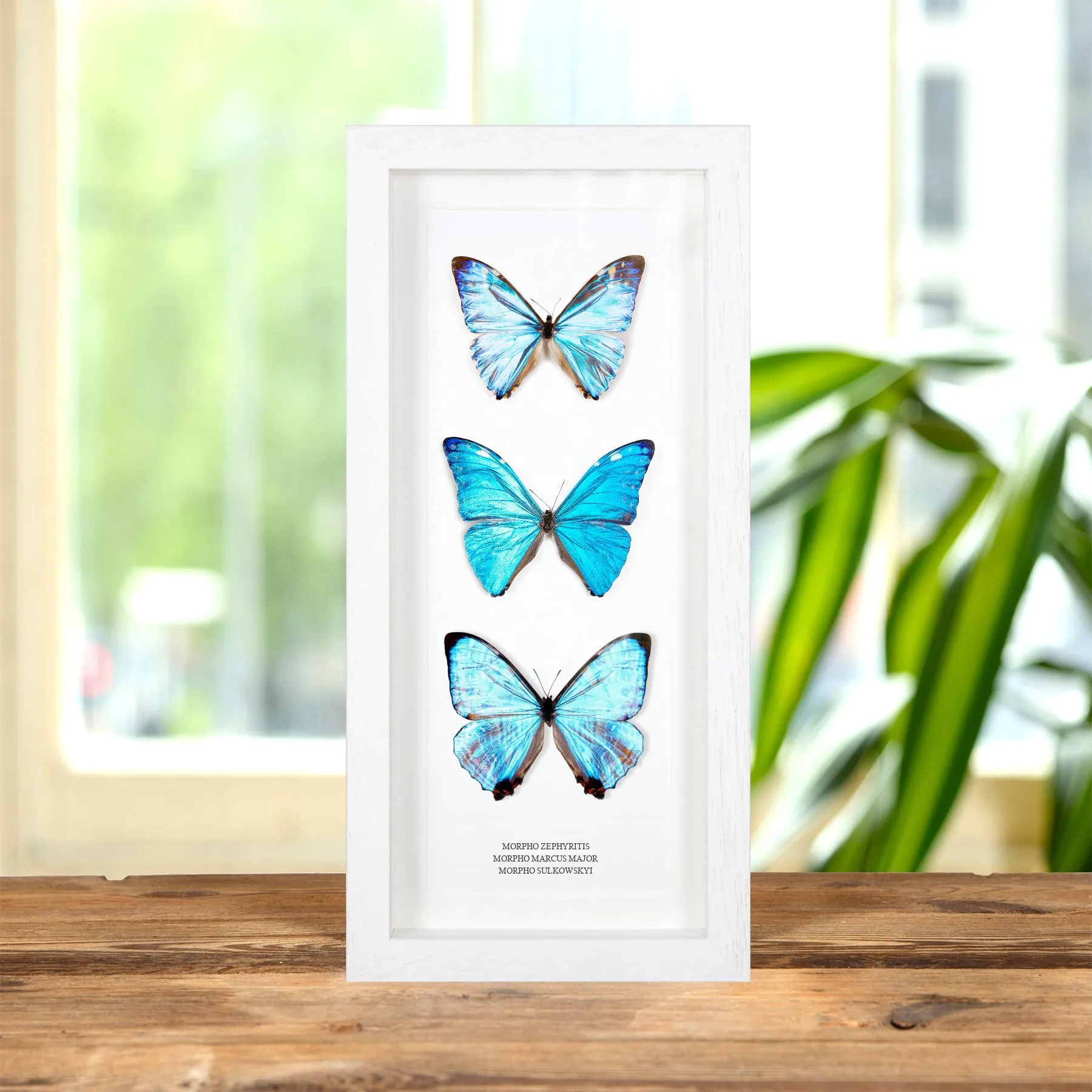 Multi Specimen Frame (Morpho zephyritis, marcus major & sulkowskyi) Minibeast Multi Specimen Frame (Morpho zephyritis, marcus major & sulkowskyi)