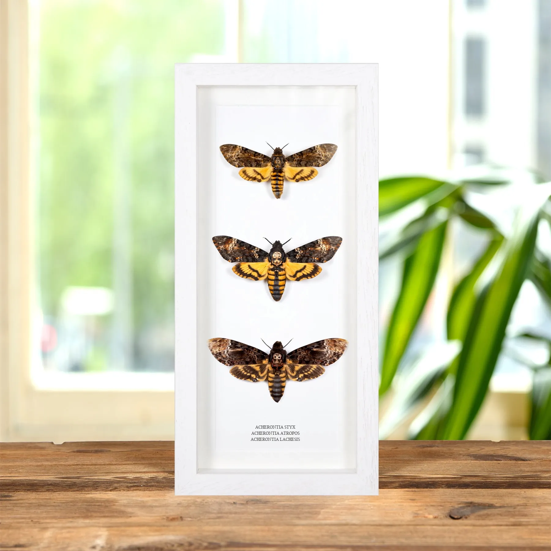 Minibeast Trio di Falene della Morte #2 (Acherontia styx, Atropos e Lachesis)