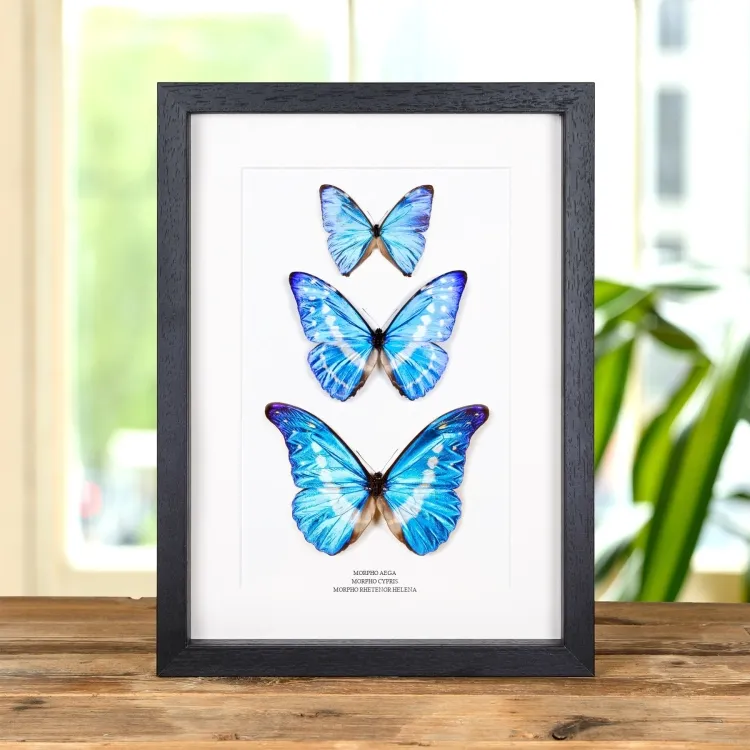 Morpho Butterfly Trio In Box Frame (Morpho aega, cypris & rhetenor helena)