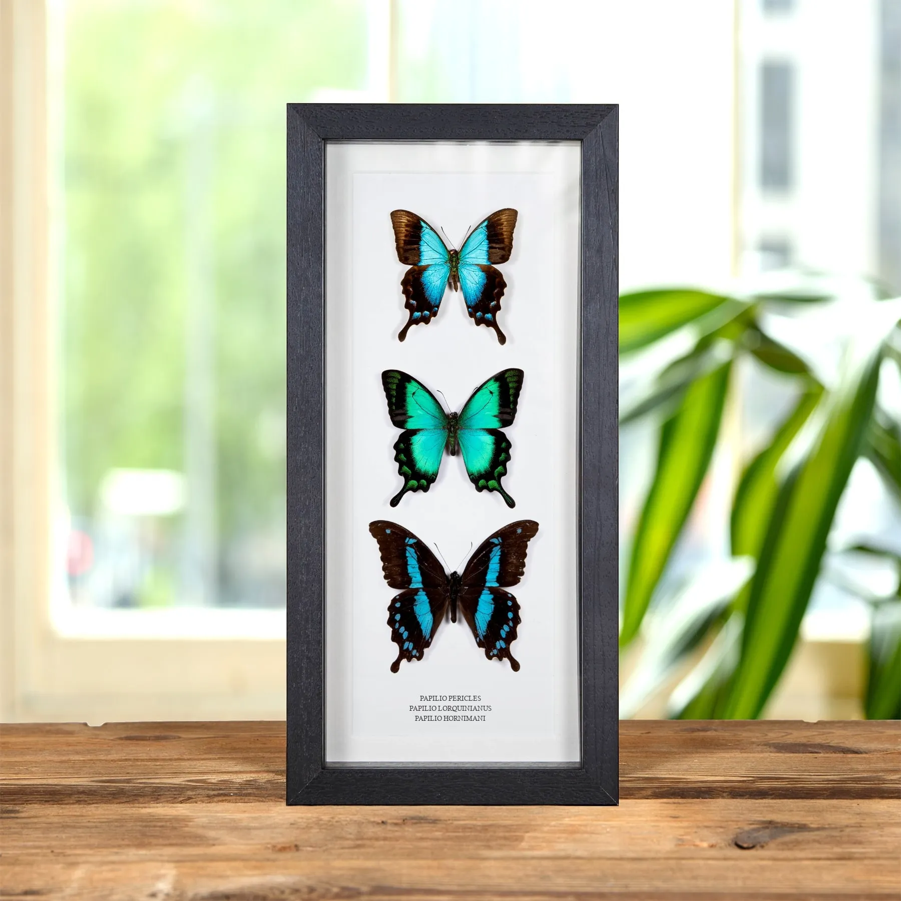Papilio Butterfly Trio In Box Frame (Papilio pericles, lorquinianus & hornimani) Minibeast Papilio Butterfly Trio In Box Frame (Papilio pericles, lorquinianus & hornimani)