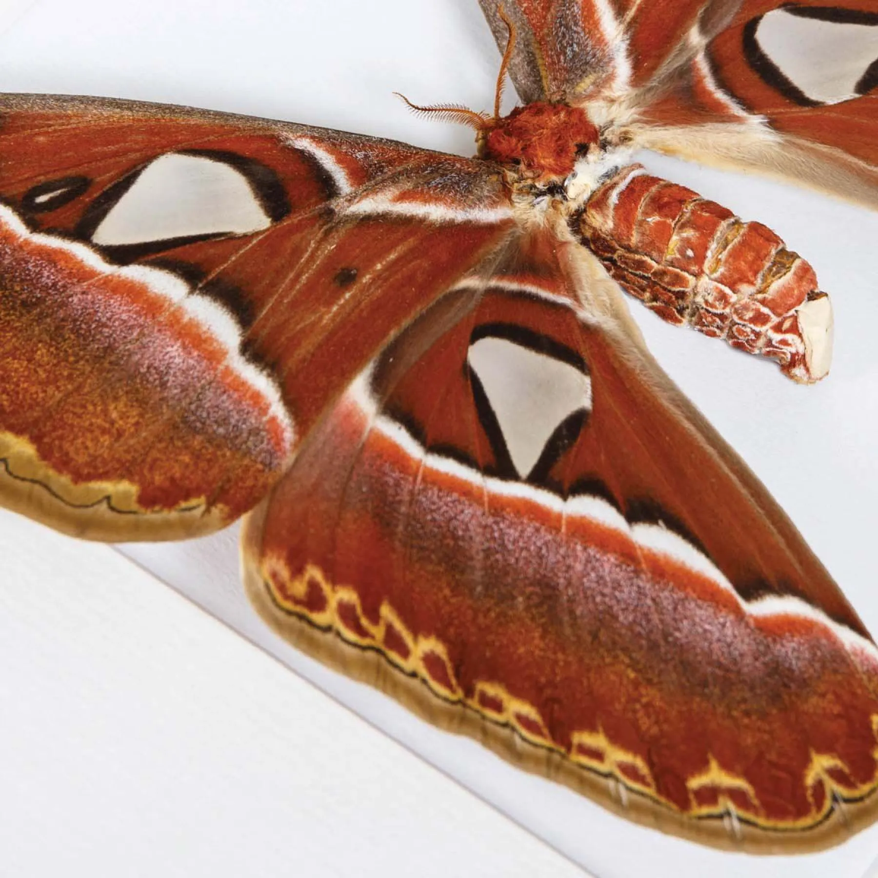 Female Atlas Moth In Box Frame (Attacus atlas) Female Atlas Moth In Box Frame (Attacus atlas)