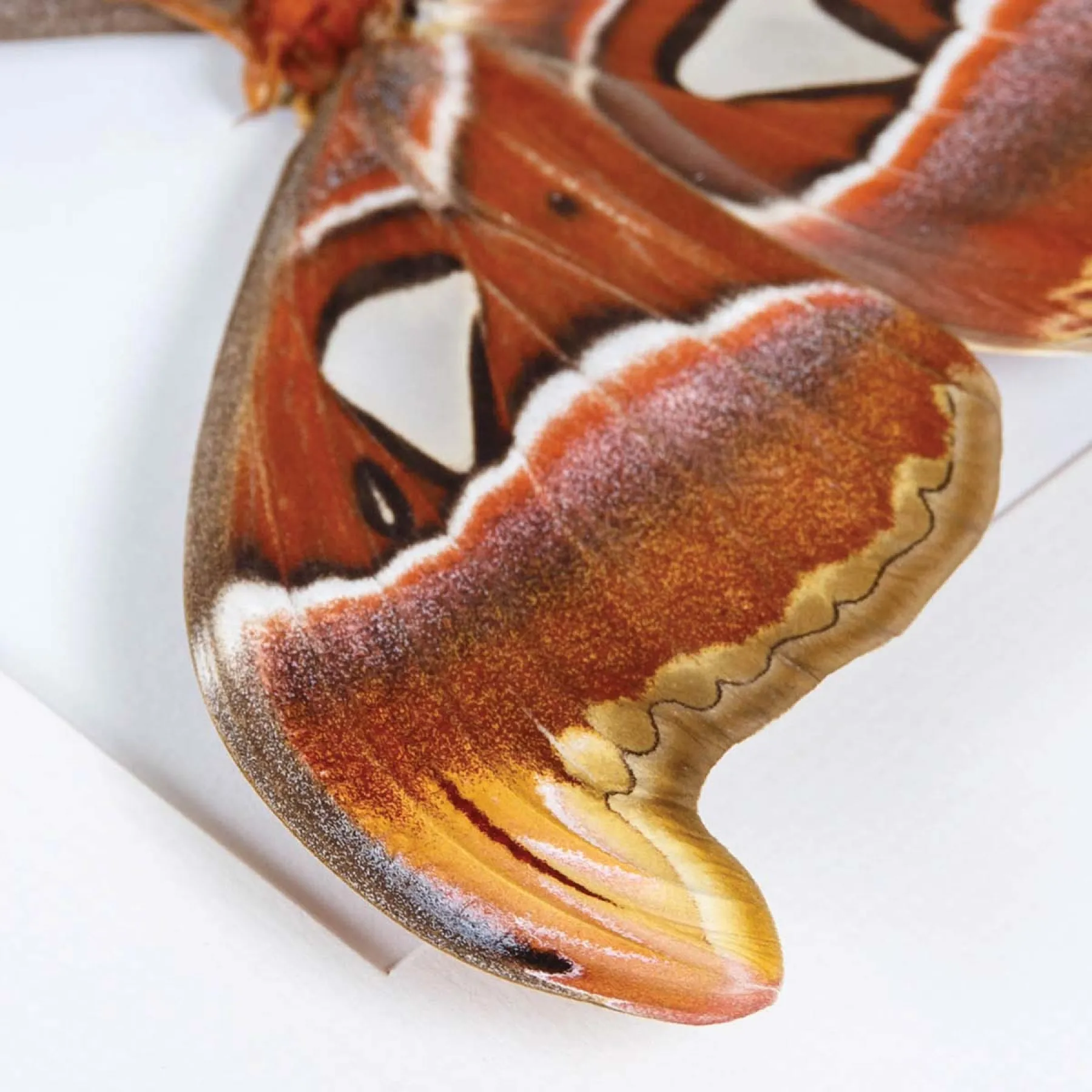 Female Atlas Moth In Box Frame (Attacus atlas) Female Atlas Moth In Box Frame (Attacus atlas)