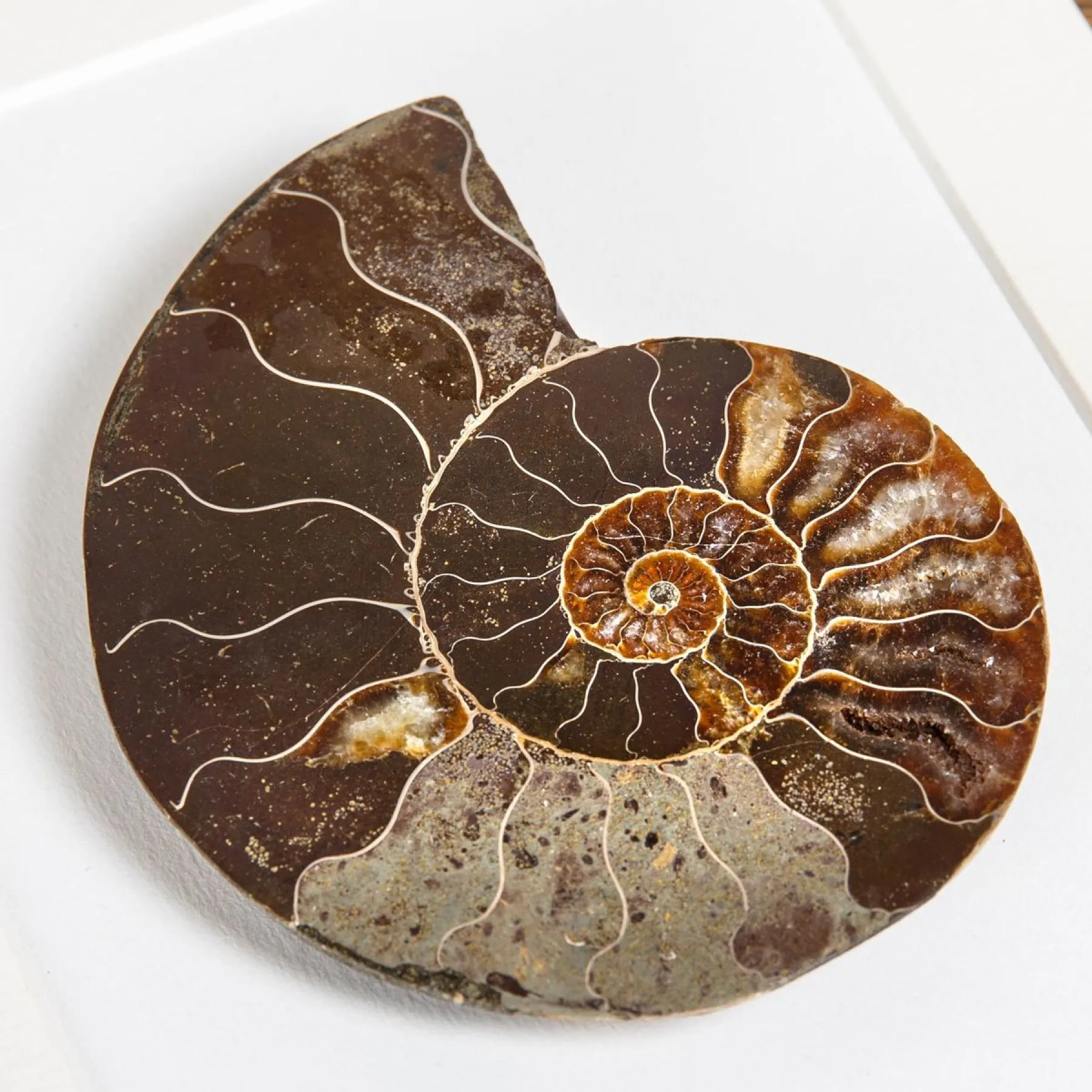 Minibeast Tagliato e Fossile di Ammonite Lucidato in Cornice (Cleoniceras sp)