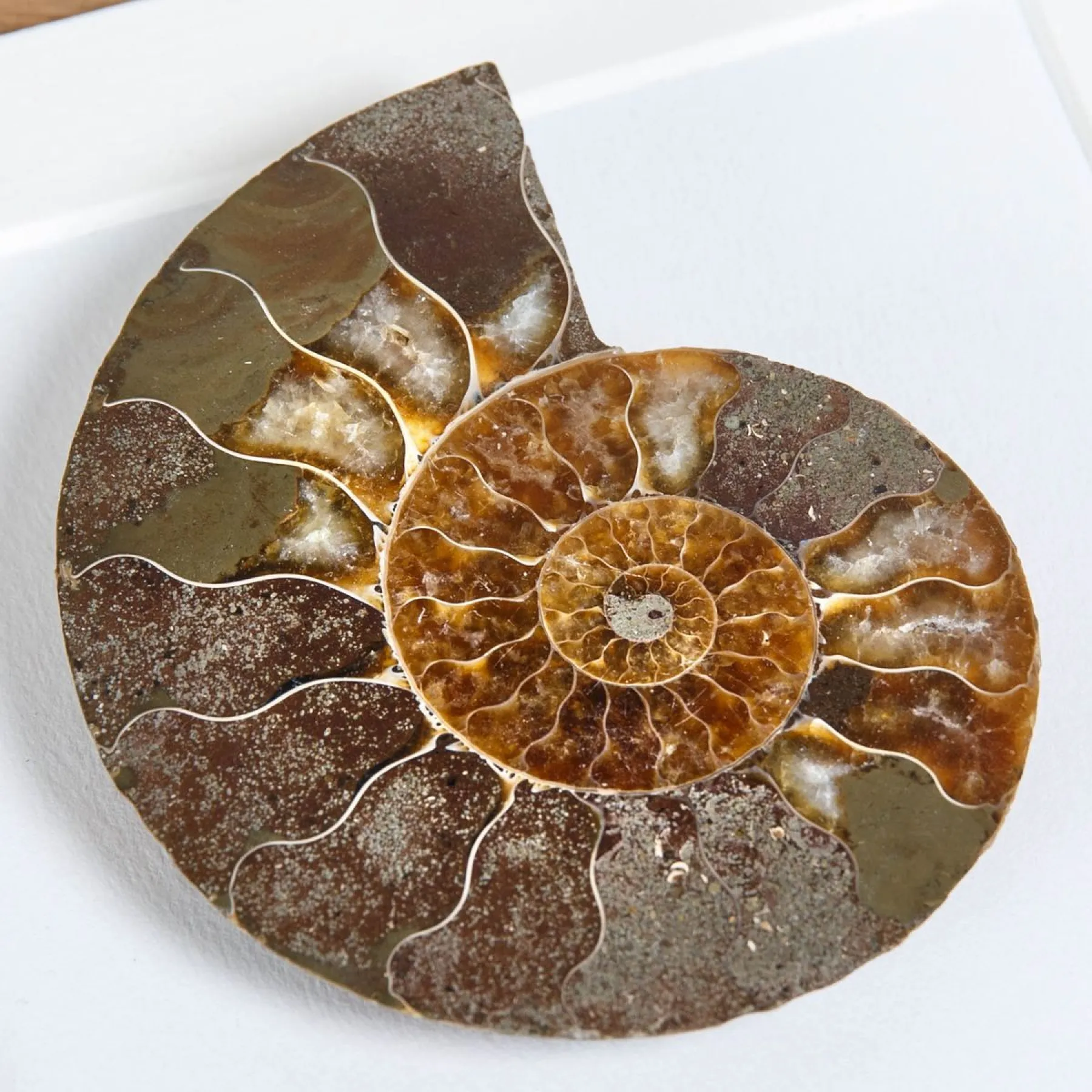 Minibeast Coupe et Fossile D'Ammonite Poli dans un Cadre (Cleoniceras sp)