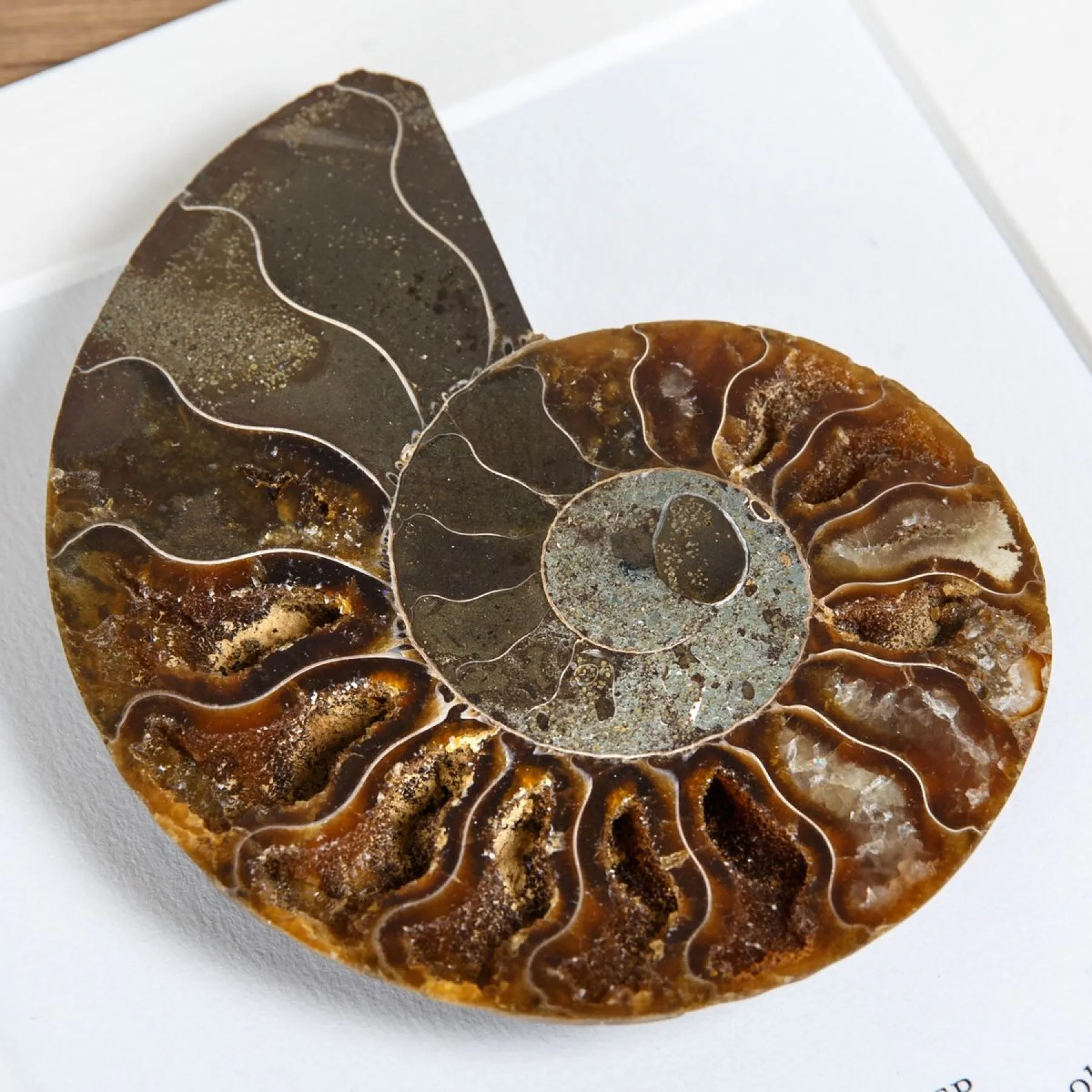 Cut & Polished Ammonite Fossil In Box Frame (Cleoniceras sp)