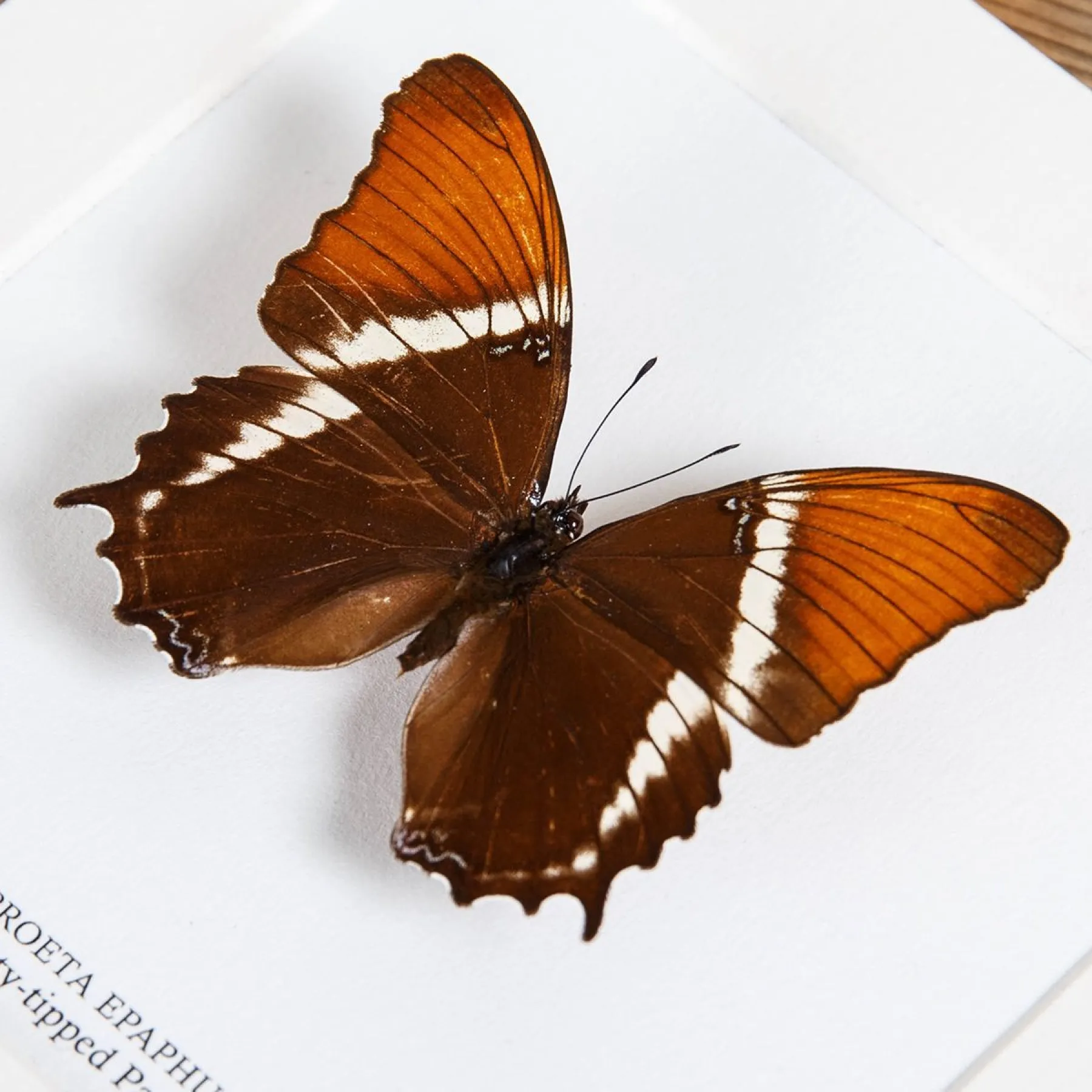 Minibeast Rusty-tipped Page Butterfly In Box Frame (Siproeta epaphus)