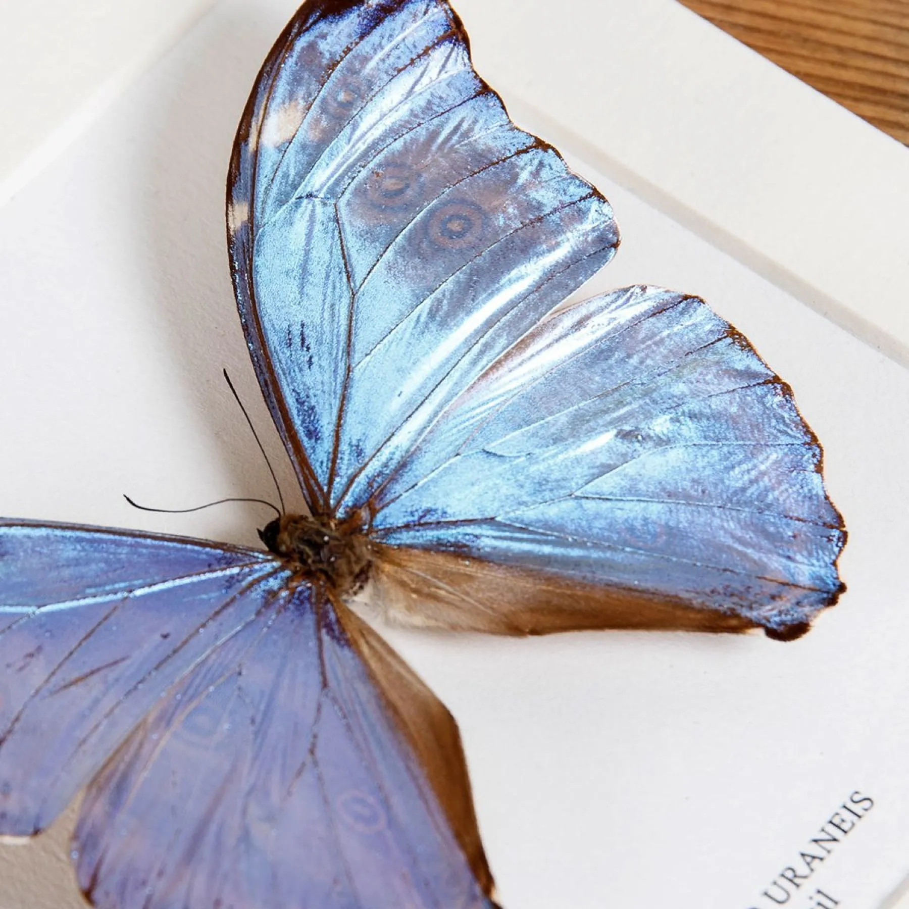 Minibeast Morpho uraneis Vlinder in Lijst uit Brazilië