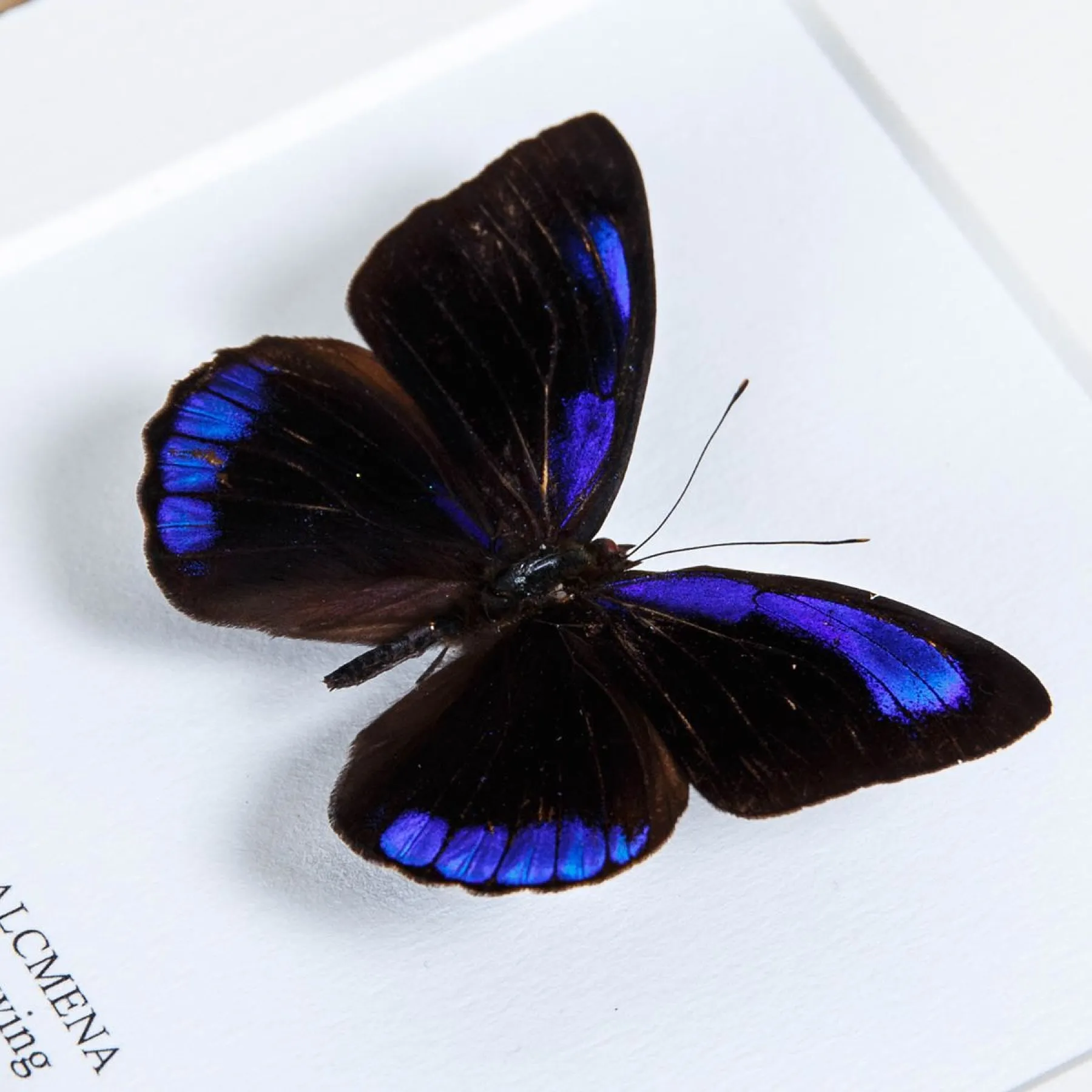 Dark Purplewing Butterfly In Box Frame (Eunica alcmena) Minibeast Dark Purplewing Butterfly In Box Frame (Eunica alcmena)