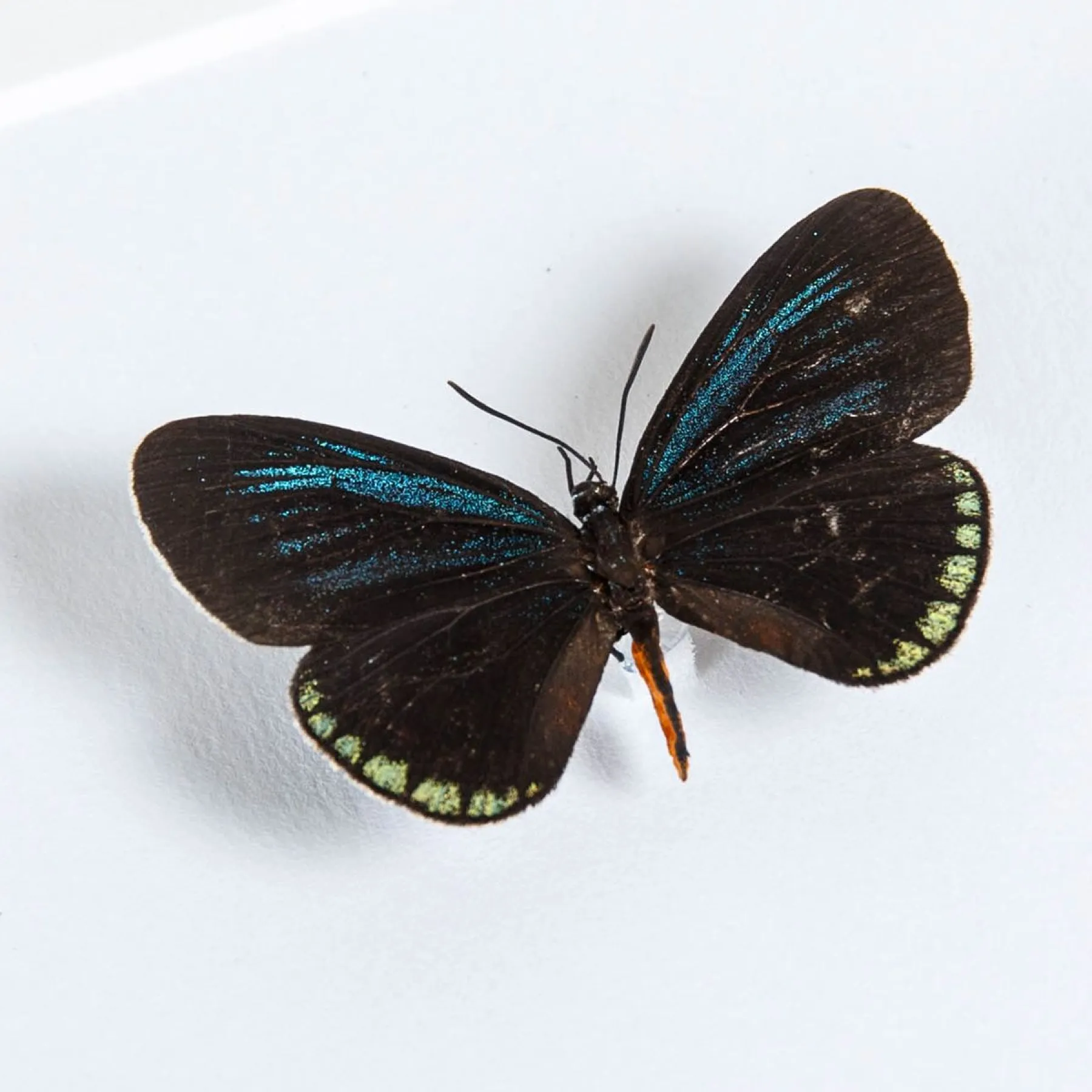 Minibeast Papillon Cyadien Mexicain dans un Cadre (Eumaeus toxea)