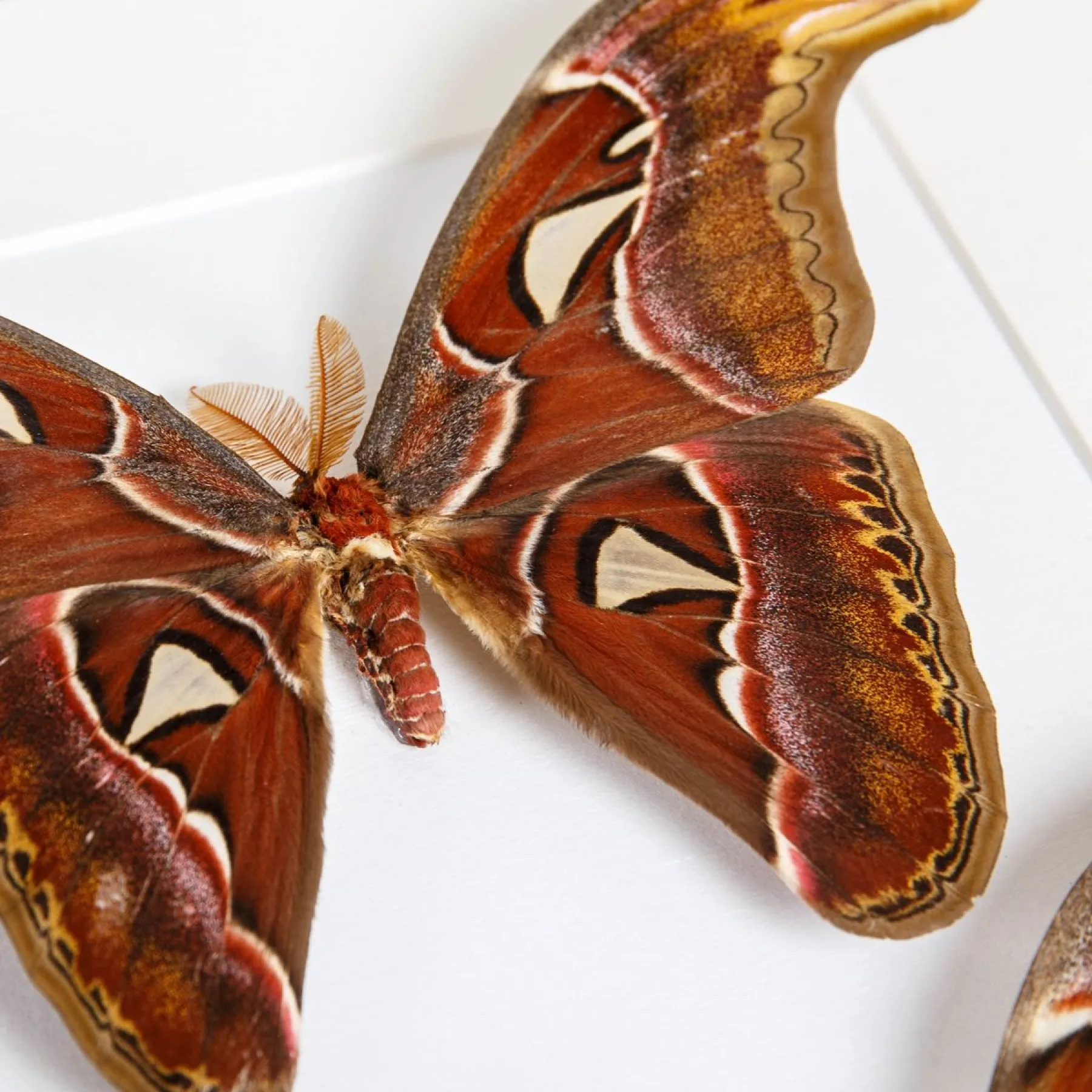 Atlas Moth Male & Female Pair In Box Frame (Attacus atlas) Minibeast Atlas Moth Male & Female Pair In Box Frame (Attacus atlas)
