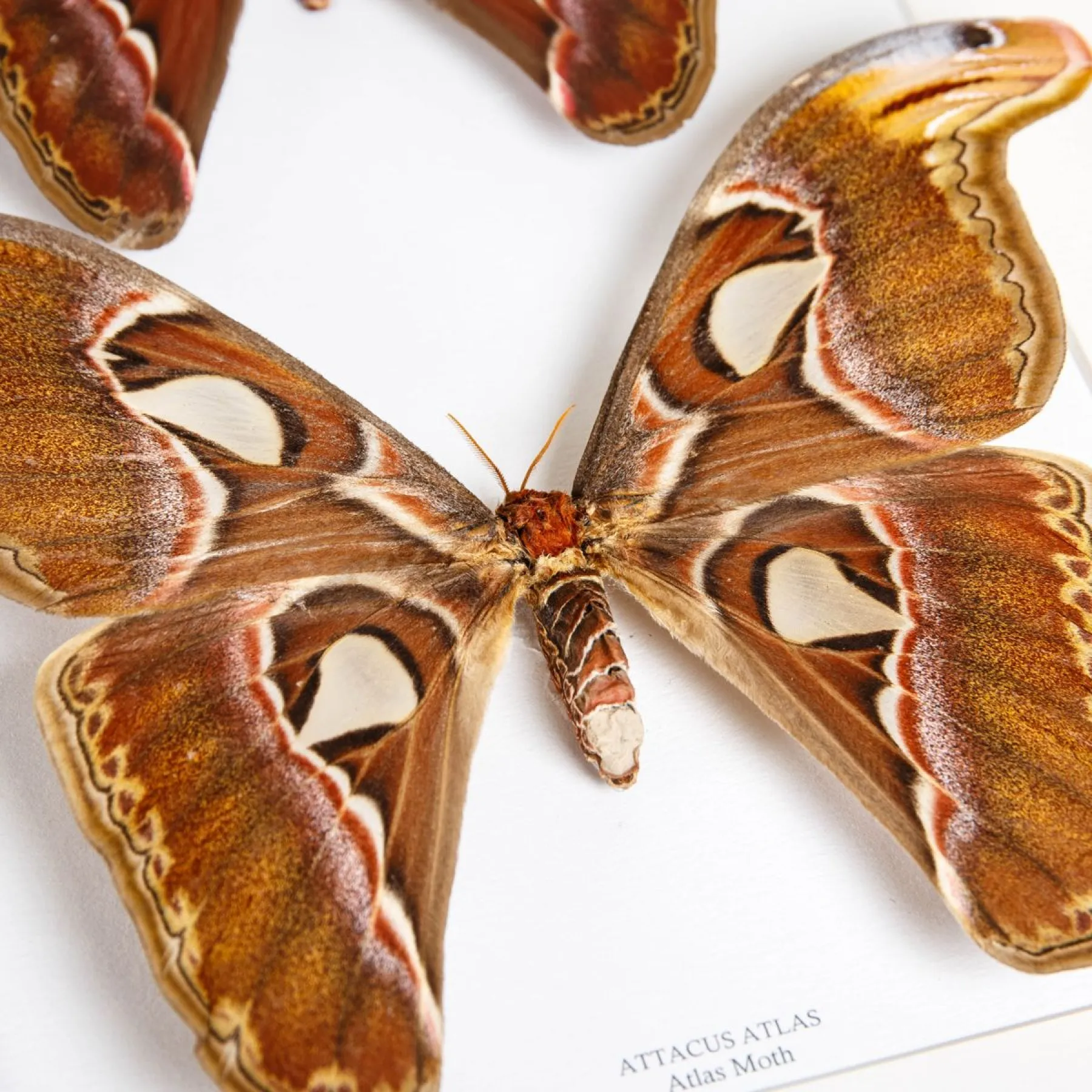 Atlas Moth Male & Female Pair In Box Frame (Attacus atlas) Minibeast Atlas Moth Male & Female Pair In Box Frame (Attacus atlas)