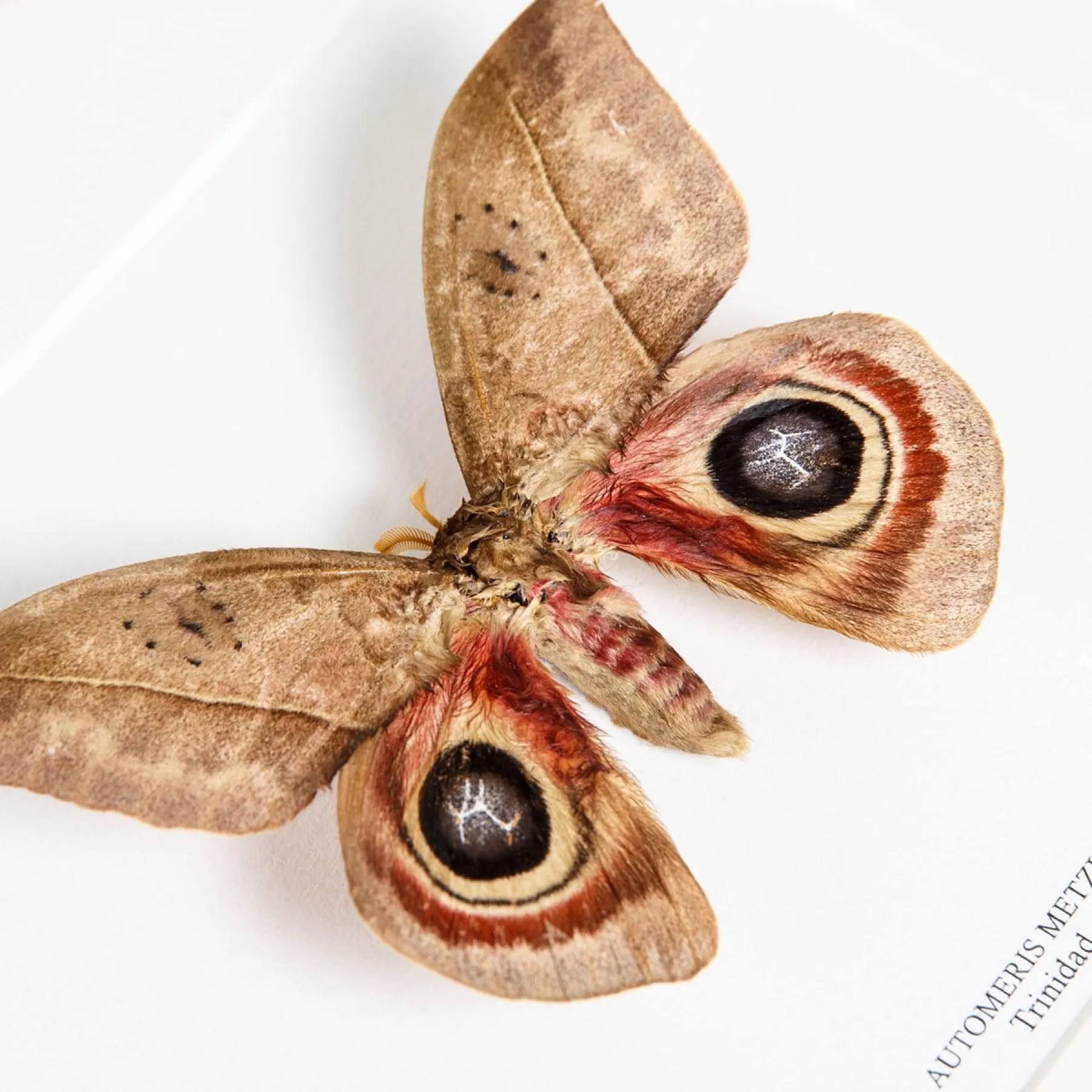 Minibeast Automeris metzli Moth In Box Frame From Trinidad