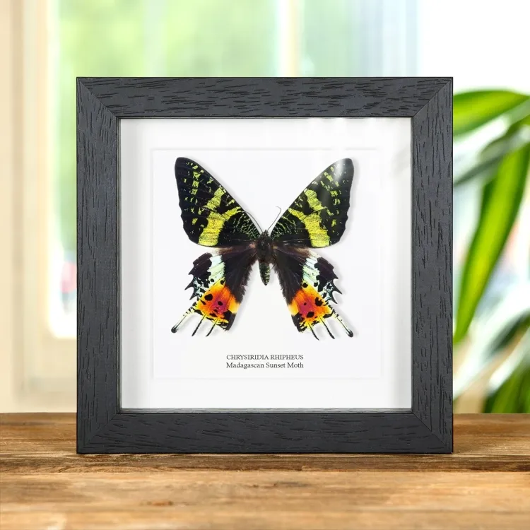 <strong>Madagascan Sunset Moth In Box Frame (Chrysiridia rhipheus)</strong><br>Price: $67.99<br>Frame size: 6 x 6 Madagascan Sunset Moth In Box Frame (Chrysiridia rhipheus)