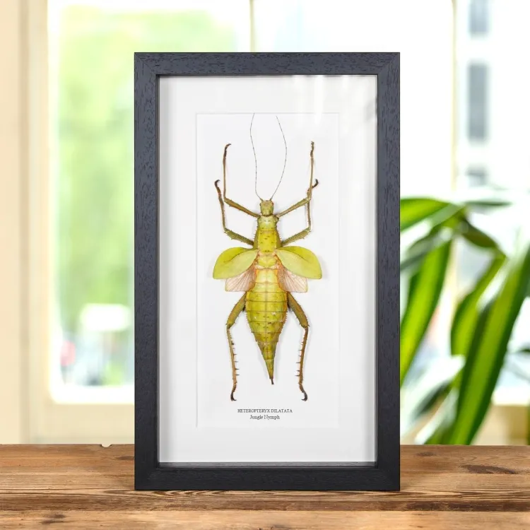 <strong>Jungle Nymph In Box Frame (Heteropteryx dilatata)</strong><br>Price: £64.99<br>Frame size: 8 x 14 Jungle Nymph In Box Frame (Heteropteryx dilatata)