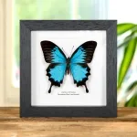 Minibeast Mountain Blue Swallowtail In Box Frame (Papilio ulysses)