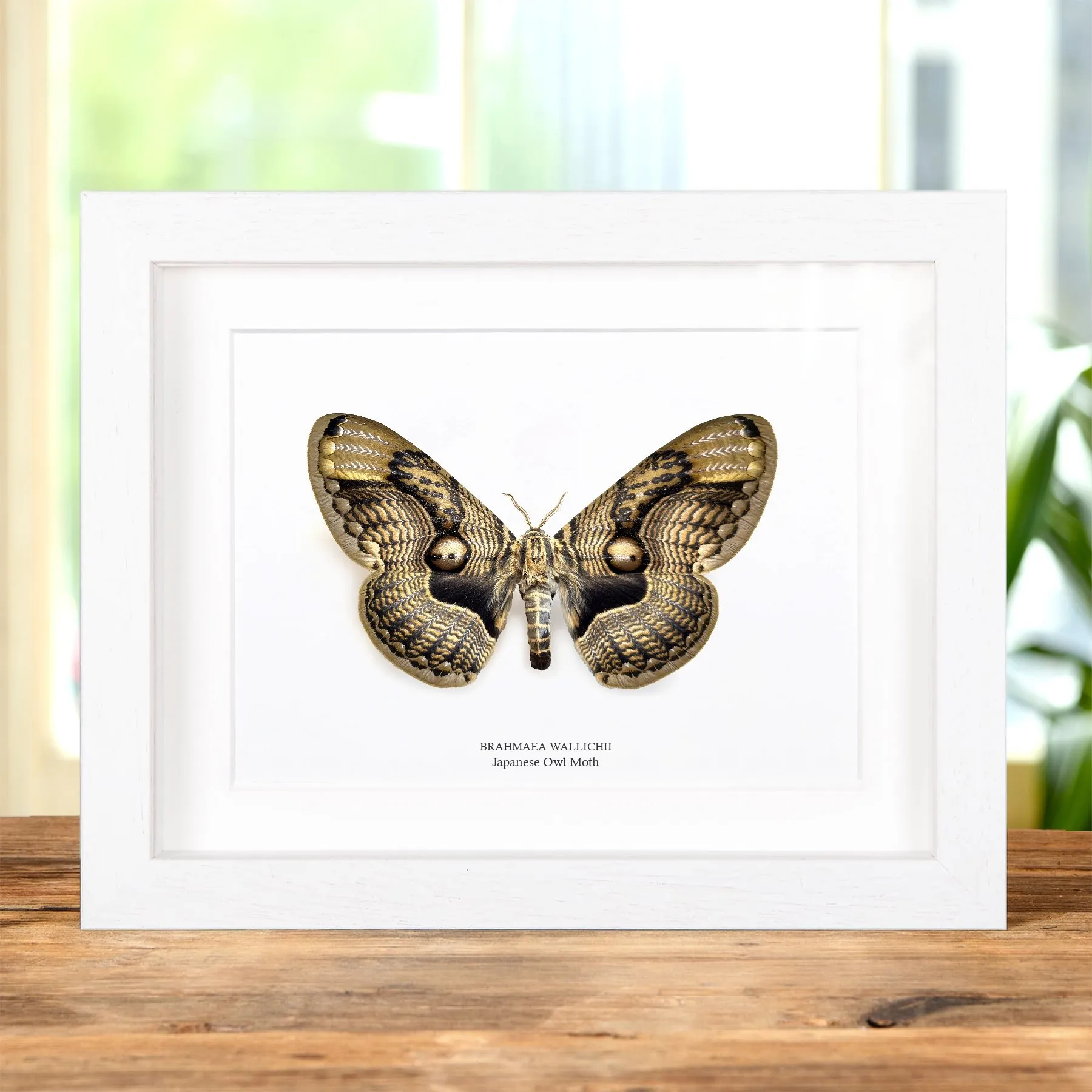 Japanese Owl Moth In Box Frame (Brahmaea wallichii) Minibeast Japanese Owl Moth In Box Frame (Brahmaea wallichii)