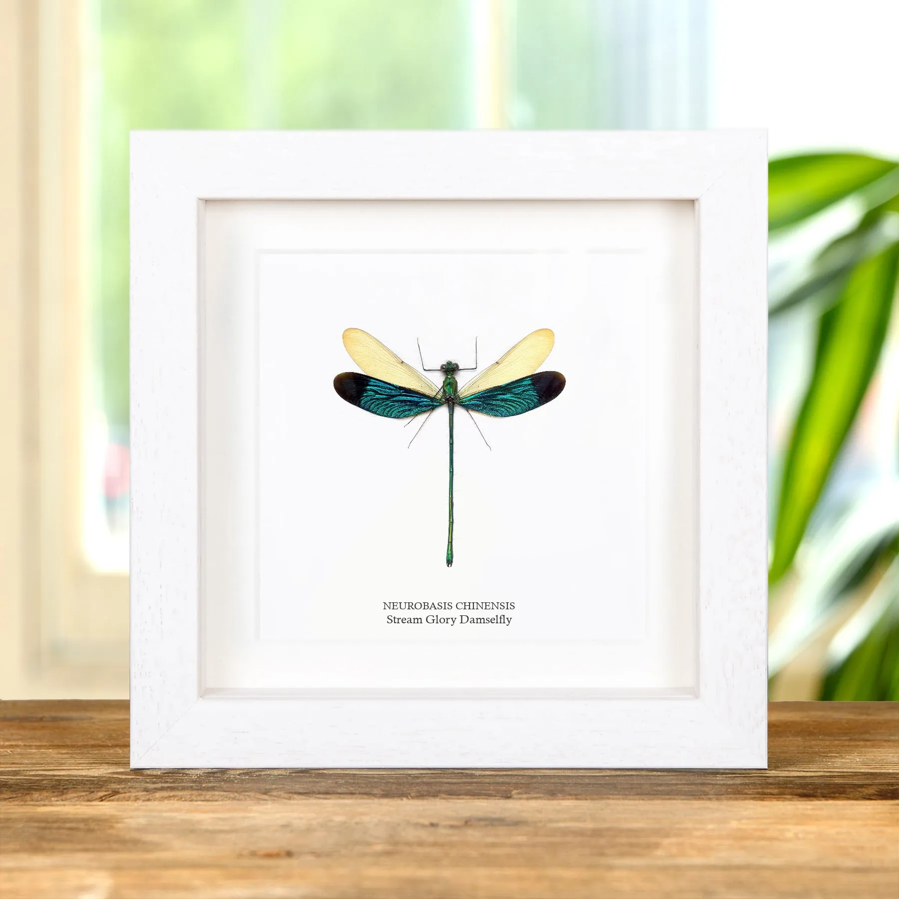 Minibeast Stream Glory Damselfly In Box Frame (Neurobasis chinensis)