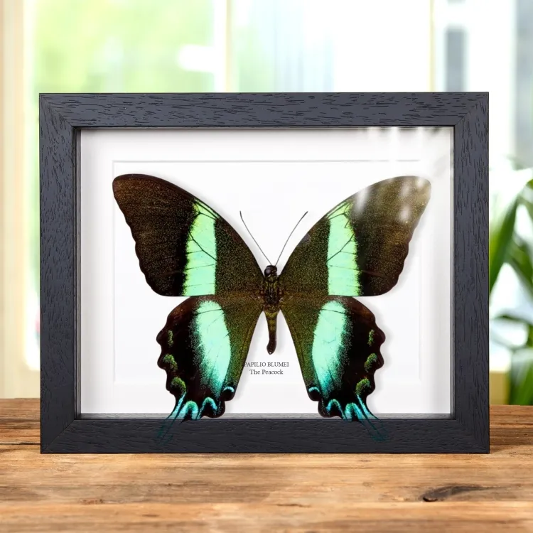 <strong>XL Peacock Butterfly In Box Frame (Papilio blumei)</strong><br>Price: £54.99<br>Frame size: 9 x 7 XL Peacock Butterfly In Box Frame (Papilio blumei)