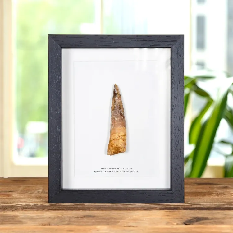 XL Spinosaurus Dinosaur Tooth Fossil (Spinosaurus aegyptiacus)