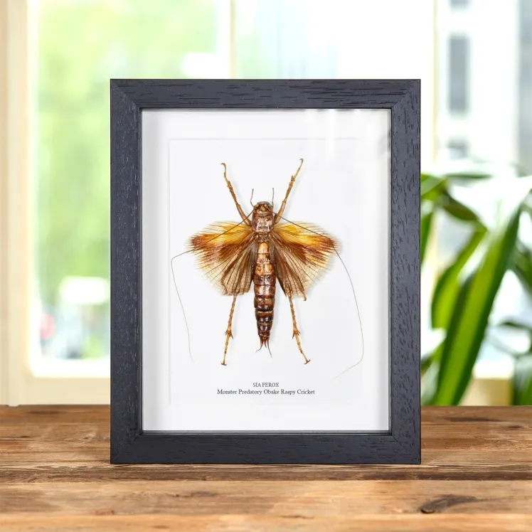 Monster Predatory Obake Raspy Cricket In Box Frame (Sia ferox)