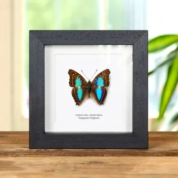 Turquoise Emperor Butterfly In Box Frame (Doxocopa cherubina)