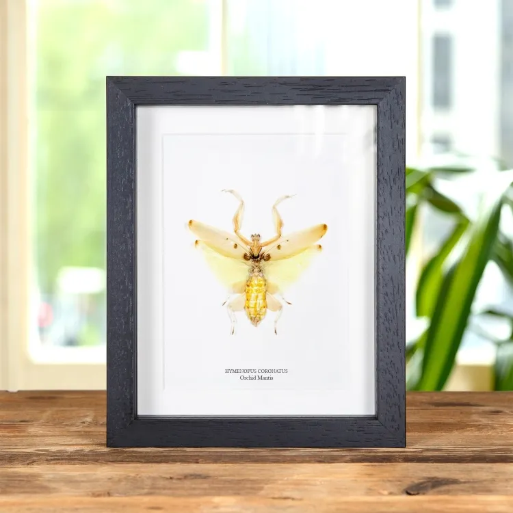 <strong>Orchid Mantis In Box Frame (Hymenopus coronatus)</strong><br>Price: £54.99<br>Frame size: 7 x 9 Orchid Mantis In Box Frame (Hymenopus coronatus)