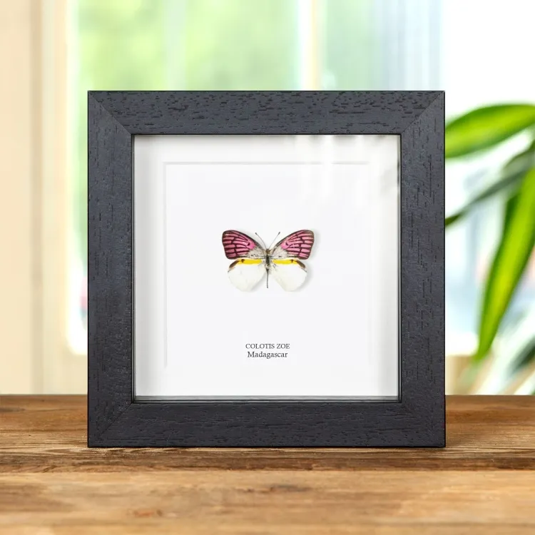 <strong>Colotis zoe Butterfly In Box Frame From Madagascar</strong><br>Price: £43.99<br>Frame size: 5 x 5 Colotis zoe Butterfly In Box Frame From Madagascar