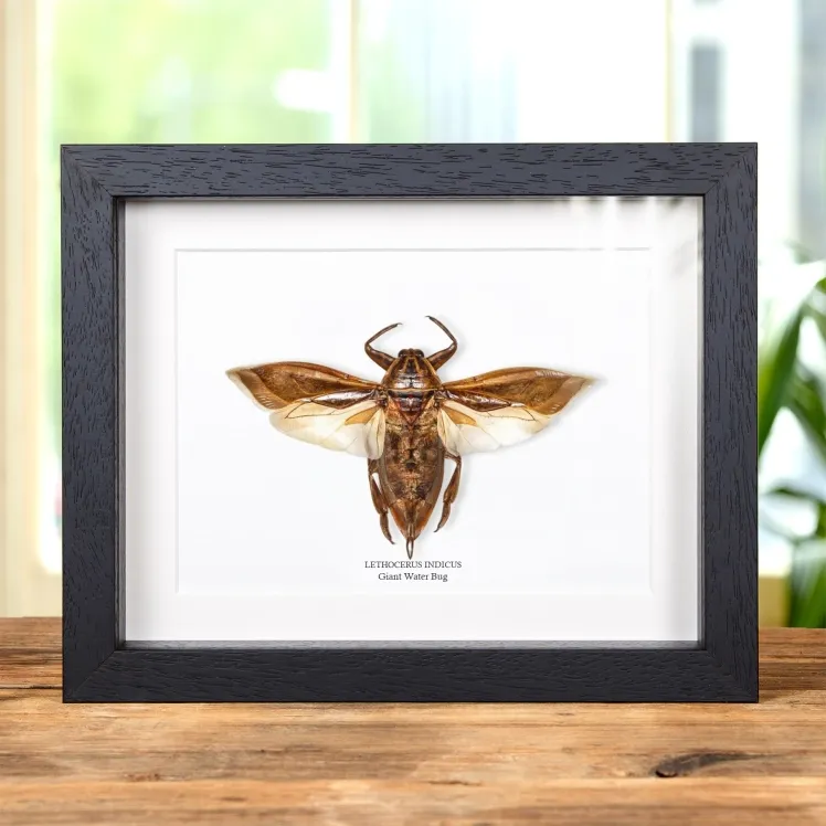  Giant Water Bug In Box Frame (Lethocerus indicus)