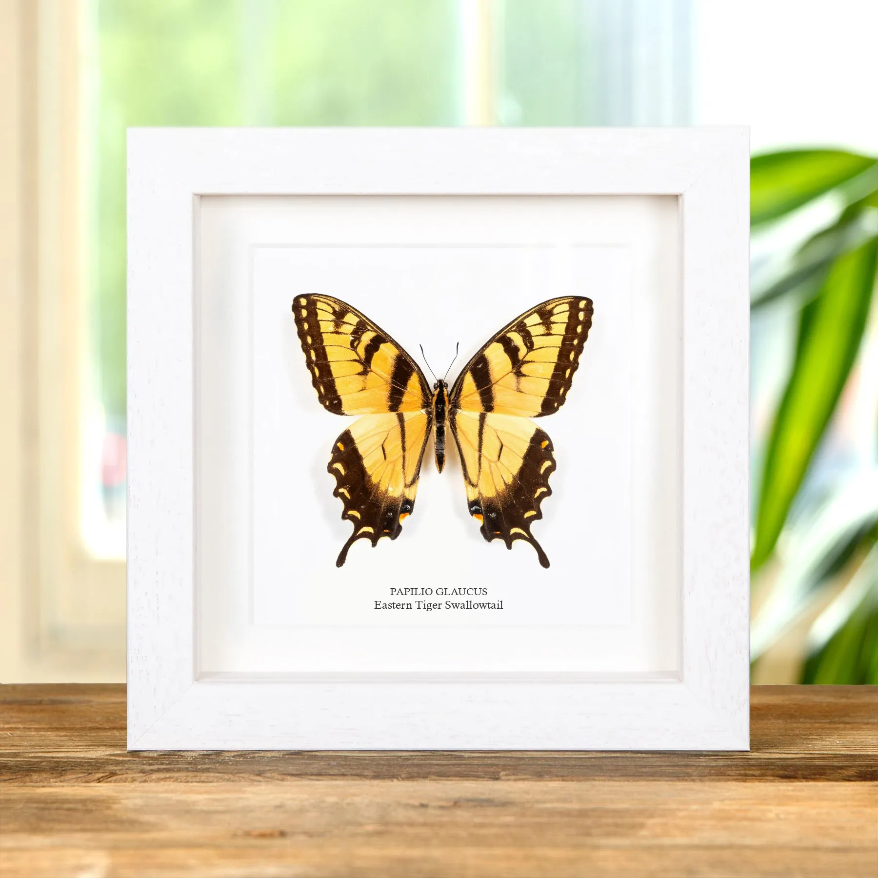 Minibeast Eastern Tiger Swallowtail In Box Frame (Papilio glaucus)