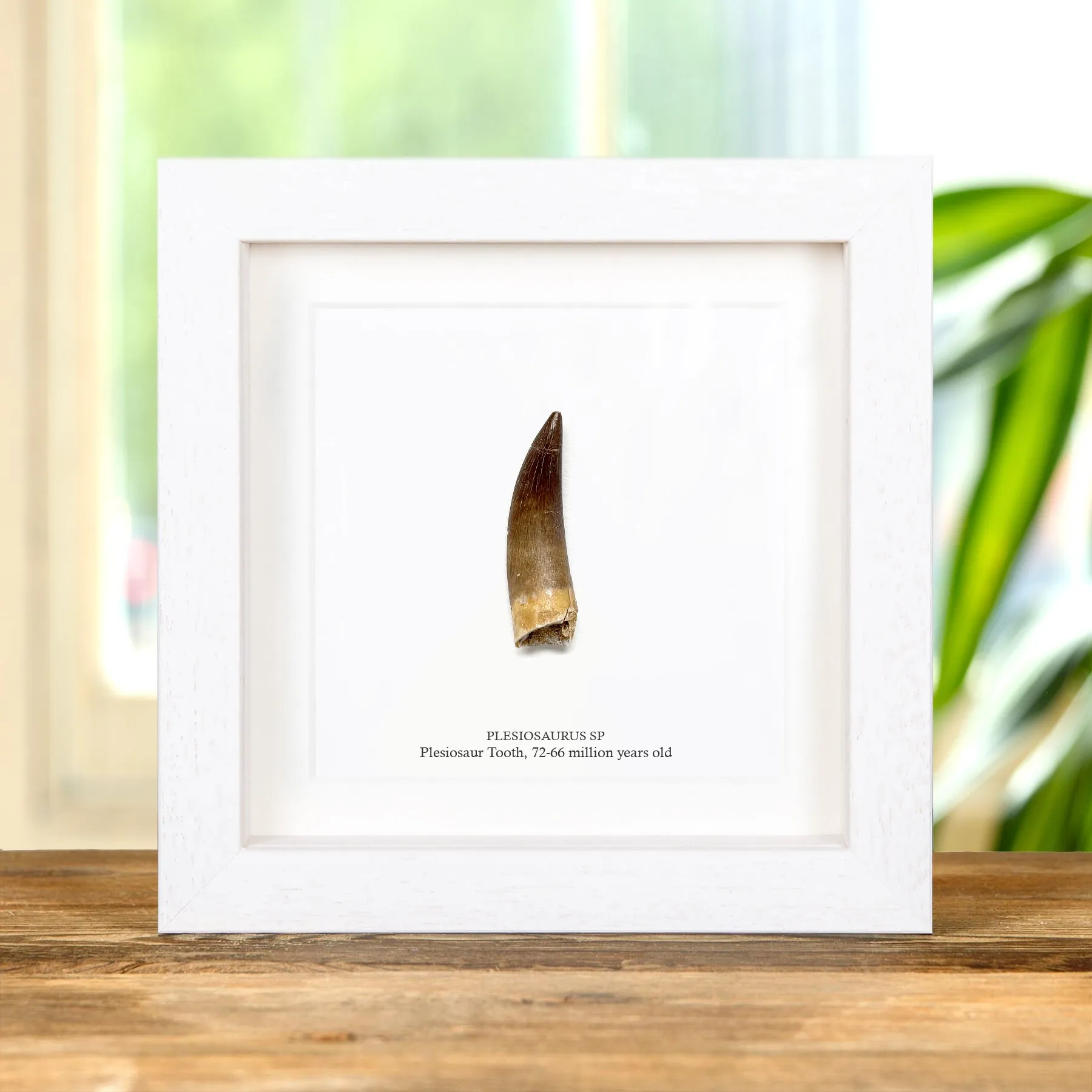 Minibeast Plesiosaur Dinosaur Tooth Fossil In Box Frame (Plesiosaurus sp)