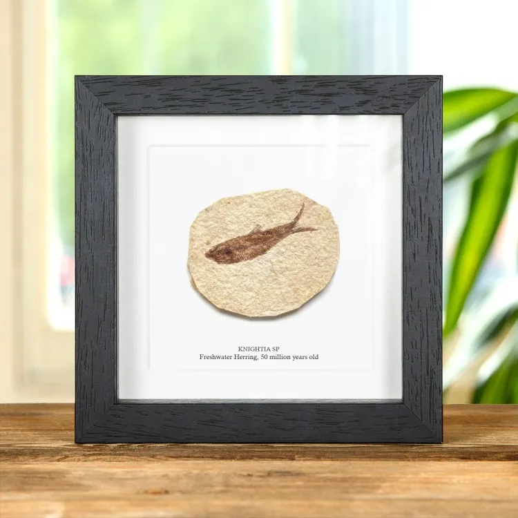 Freshwater Herring Fossil In Box Frame (Knightia sp)