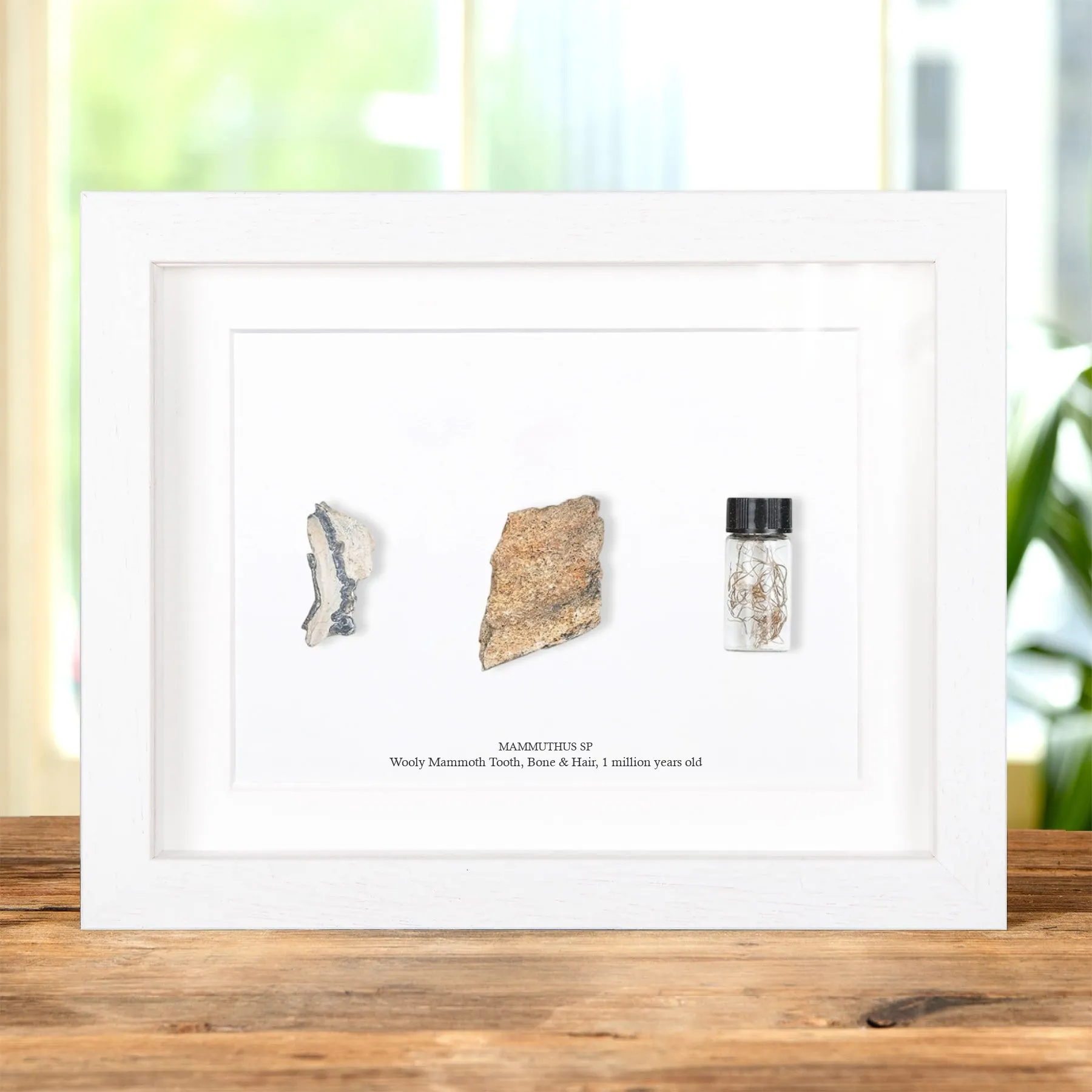 Minibeast Woolly Mammoth Bone, Tooth & Hair Fossil In Box Frame (Mammuthus sp)