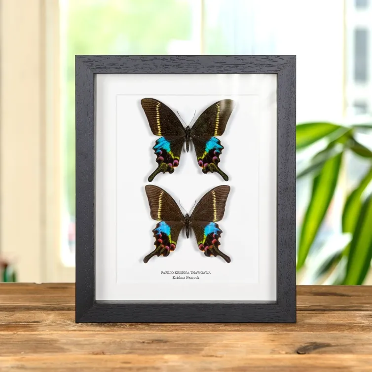 Krishna Peacock Butterfly Male & Female Pair In Box Frame (Papilio krishna thawgawa)