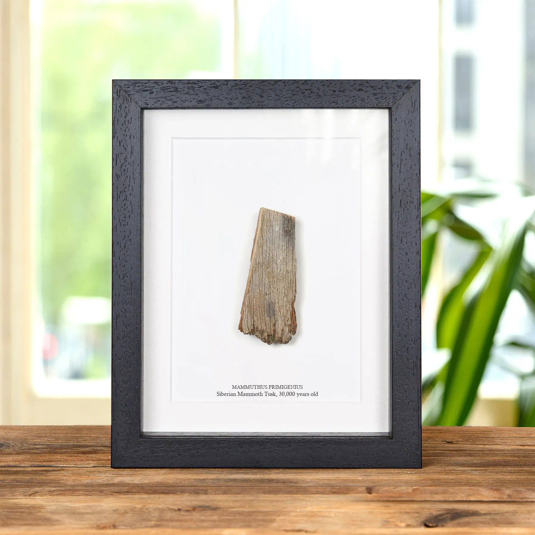Minibeast Sibirischer Mammutstoßzahnfossil im Rahmen (Mammuthus primigenius)