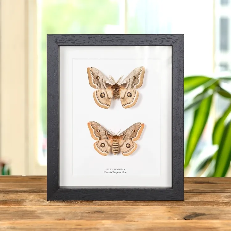 Owl Moth In Box Frame (Brahmaea hearseyi)