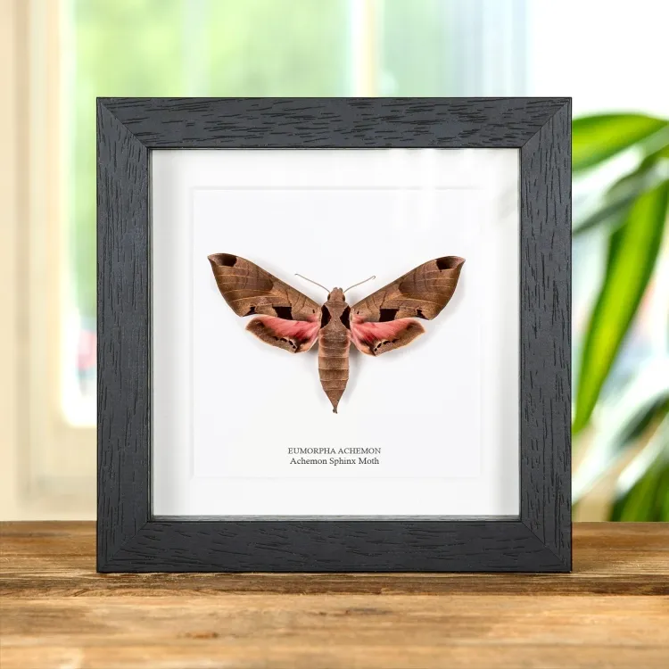 Achemon Sphinx Moth In Box Frame (Eumorpha achemon)