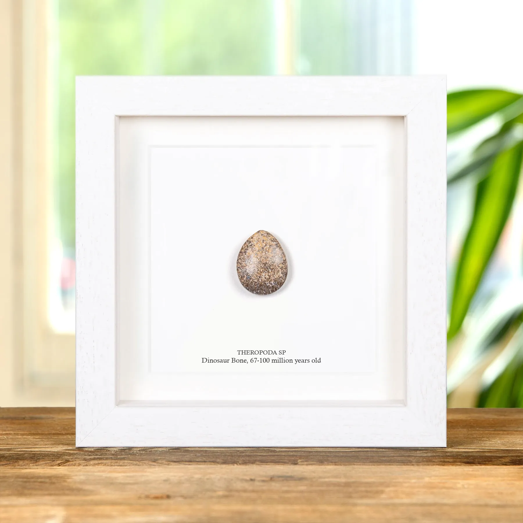 Minibeast Polished Dinosaur Bone Pebble In Box Frame (Theropoda sp)