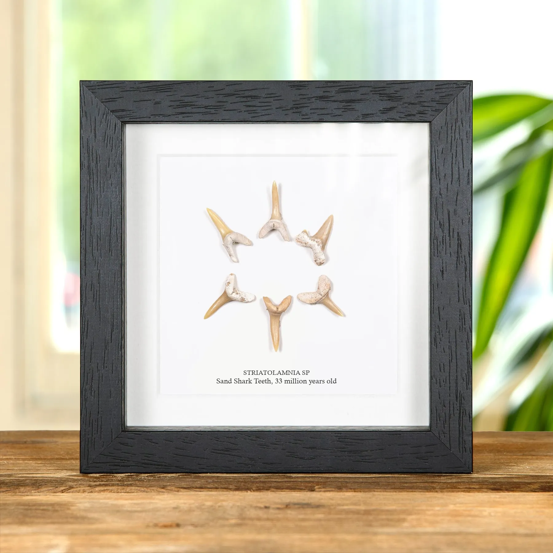 Minibeast Set of Fossilised Sand Shark Teeth In Box Frame (Striatolamnia sp)