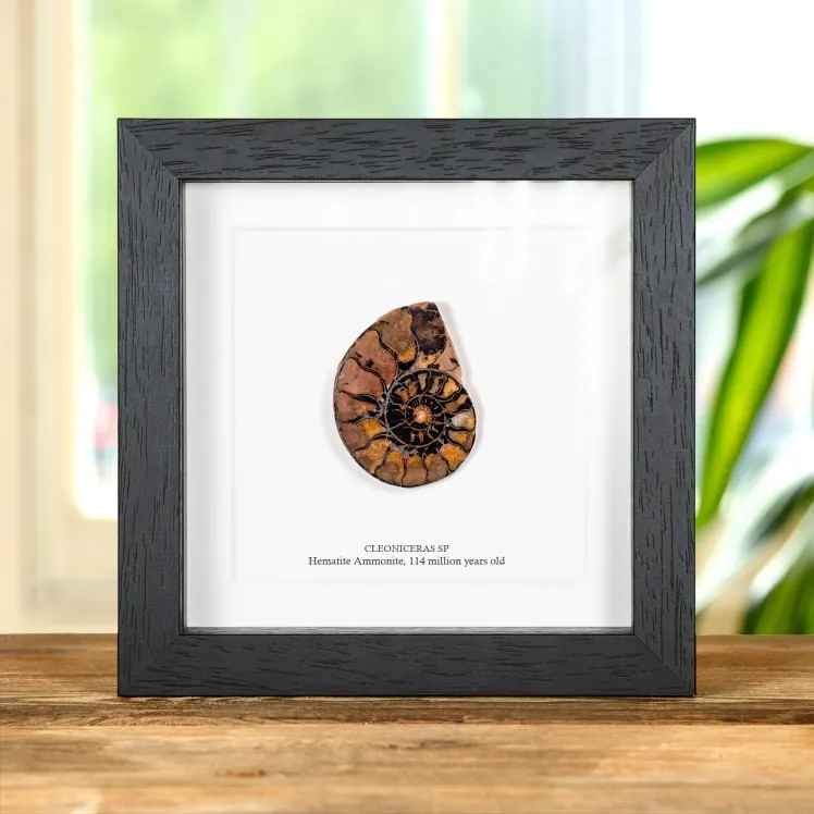 Rare Hematite Ammonite In Box Frame (Cleoniceras sp)