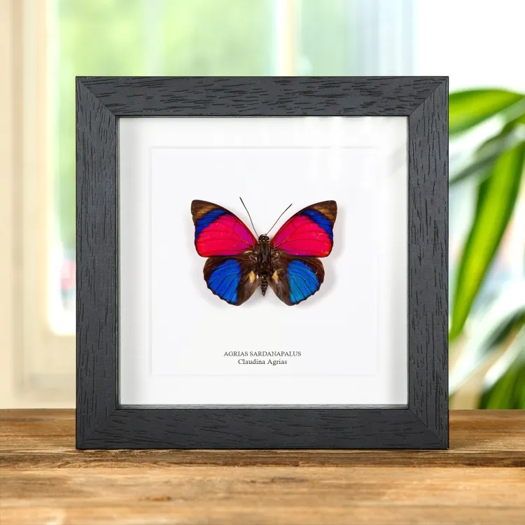 Claudina Agrias Butterfly In Box Frame (Agrias sardanapulis)