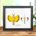 Minibeast Winged Walking Stick Insect Male & Female Pair In Box Frame (Tagesoidea nigrofasciata)