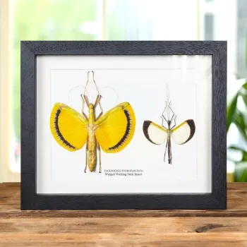 Winged Walking Stick Insect Male & Female Pair In Box Frame (Tagesoidea nigrofasciata)
