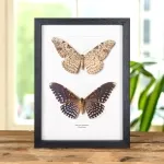 Minibeast Witch Moth Pair In Box Frame (Thysania agrippina)
