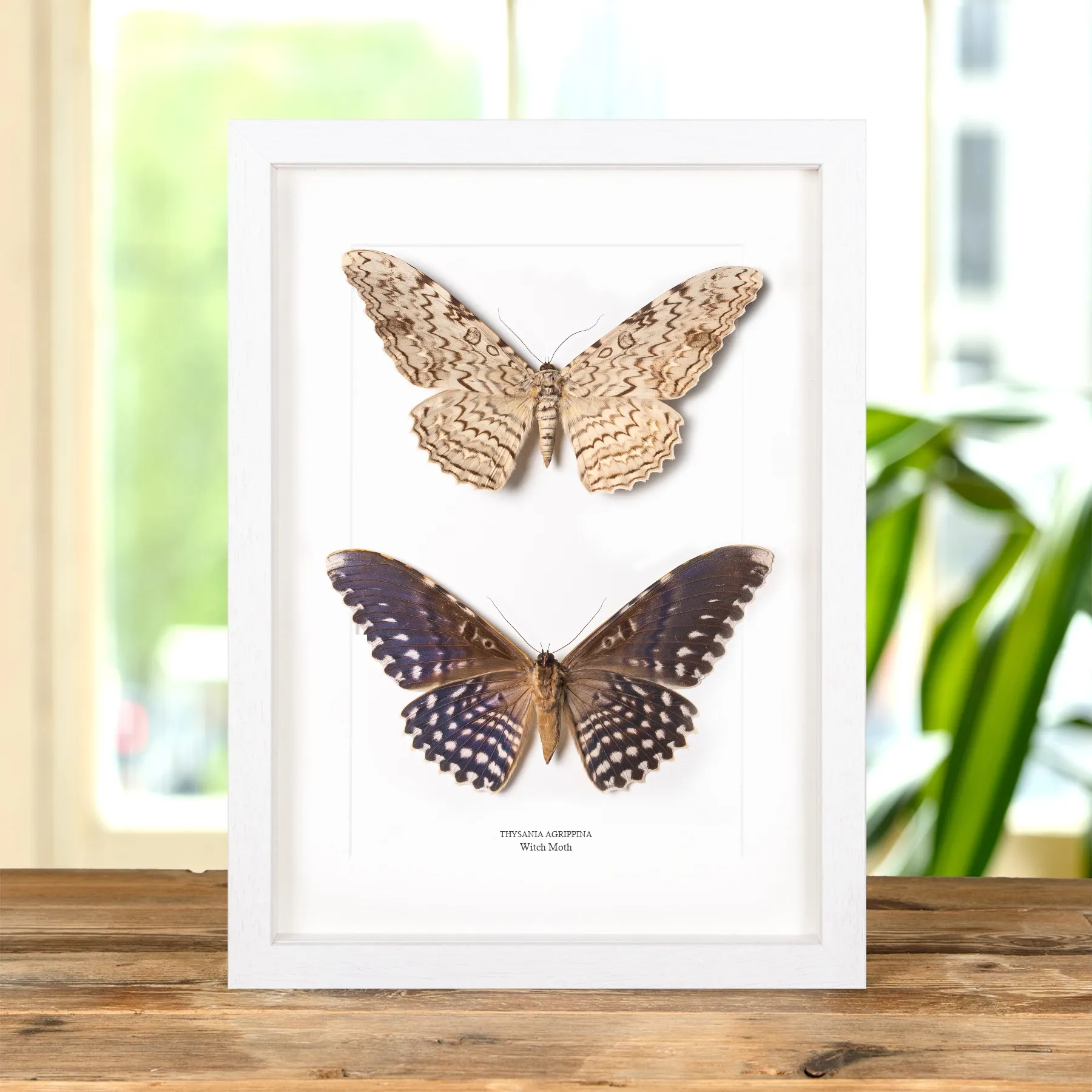Witch Moth Pair In Box Frame (Thysania agrippina)