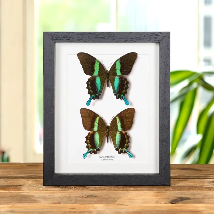 The Peacock Butterfly Male & Female Pair In Box Frame (Papilio blumei)