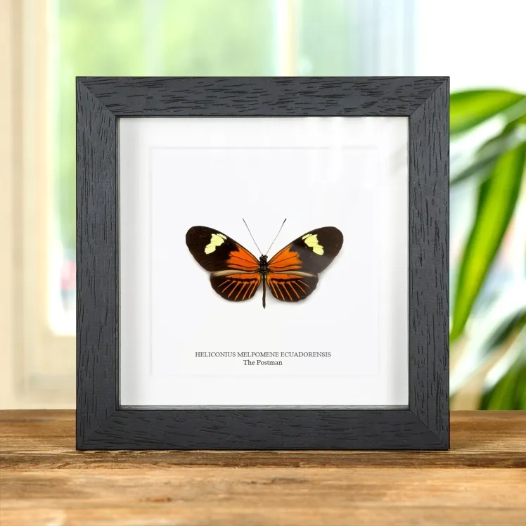 The Postman Butterfly In Box Frame (Heliconius melpomene ecuadorensis)