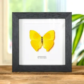 The Tailed Sulphur Butterfly In Box Frame (Phoebis rurina)