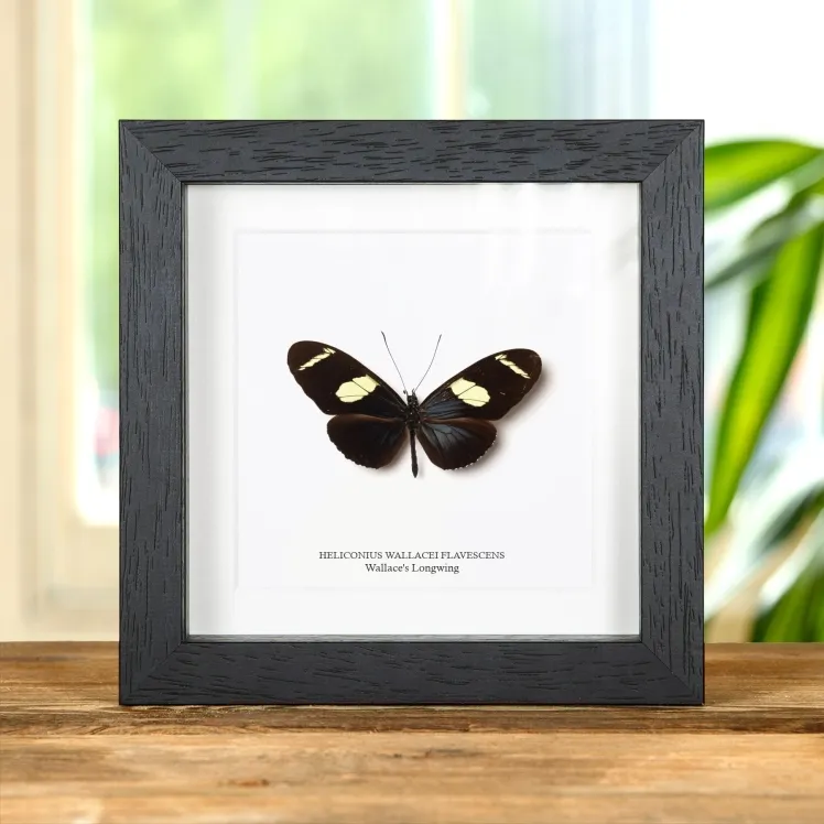 Wallace's Longwing Butterfly In Box Frame (Heliconius wallacei flavescens)