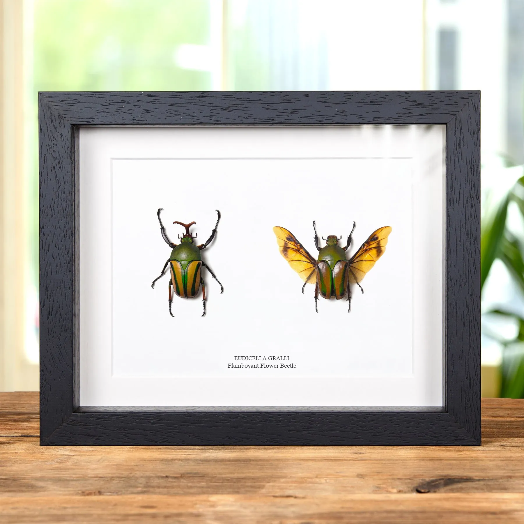 Minibeast Flamboyant Flower Beetle Male & Female Pair In Box Frame (Eudicella gralli)