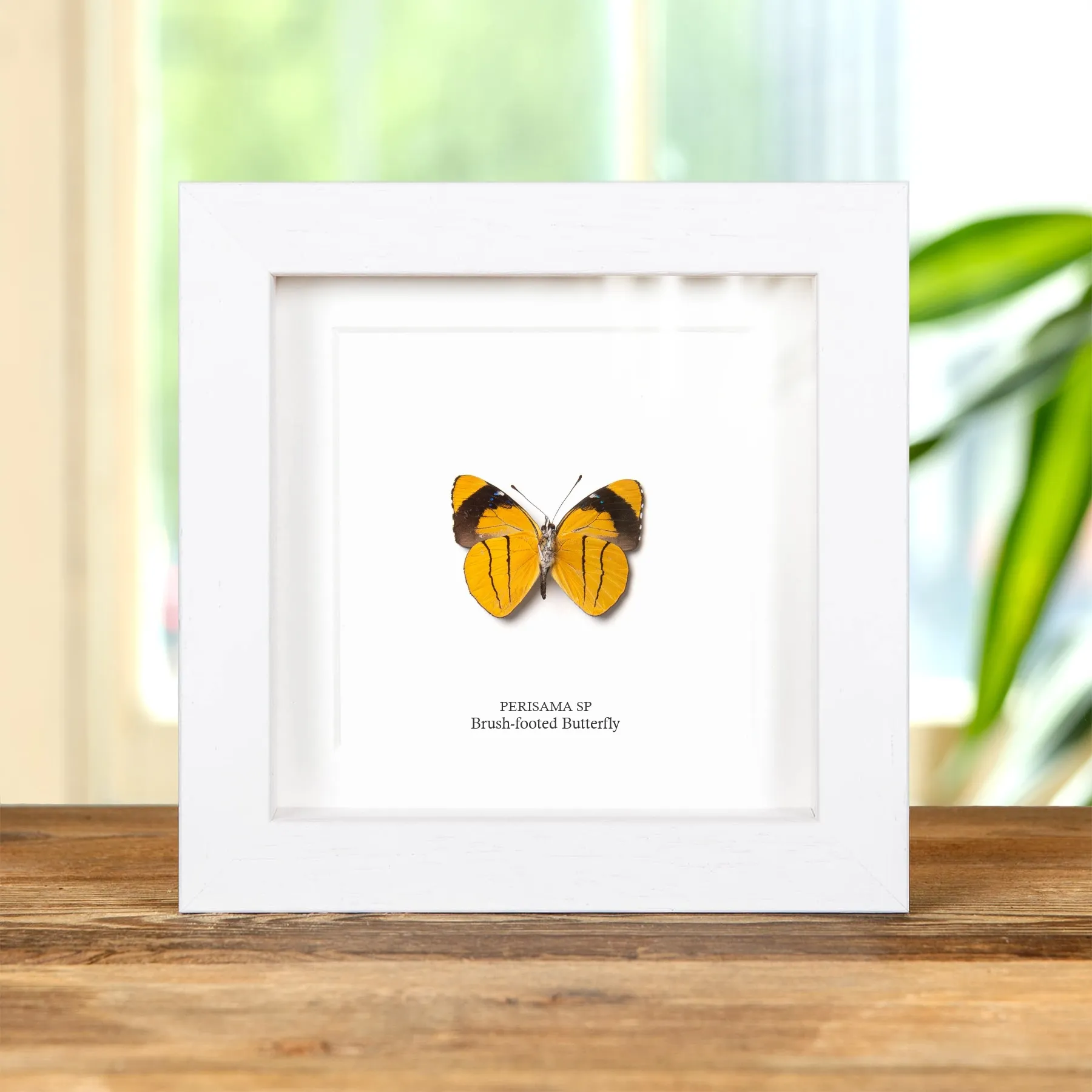 Brush-footed Butterfly Ventral Side In Box Frame (Perisama sp)